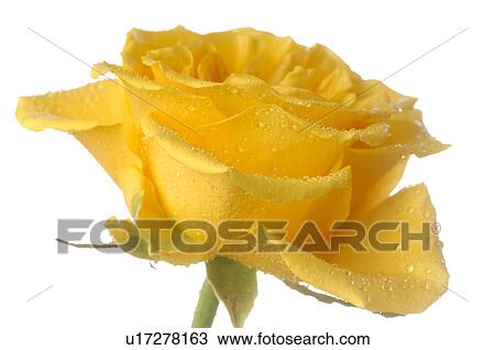 Stock Image - Yellow rose blossom. Fotosearch
