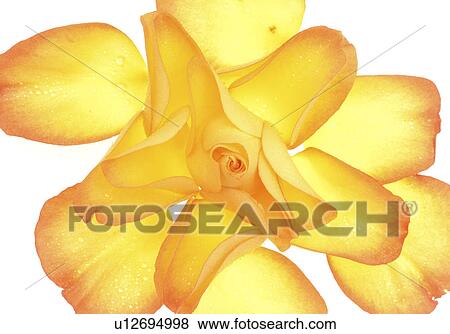Yellow rose blossom View Large Photo Image Stock Photo - Yellow rose blossom. Fotosearch