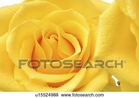 Stock Photo - Yellow rose blossom. Fotosearch