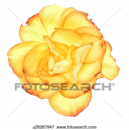 Stock Photo - Yellow rose blossom. Fotosearch