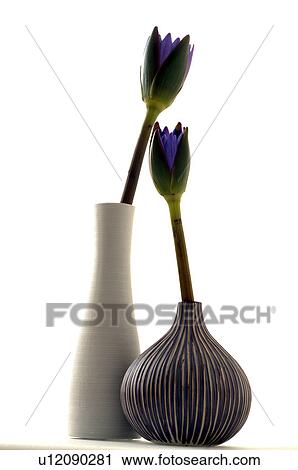 Stock Image - Zwei blaue Blüten in Vasen. Fotosearch