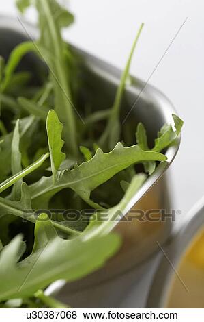 Stock Photo - Arugula rocket. Fotosearch