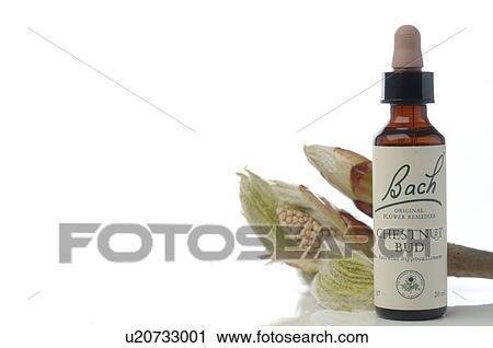 Stock Image - Bach flower remedy with Chestnut Bud. Fotosearch