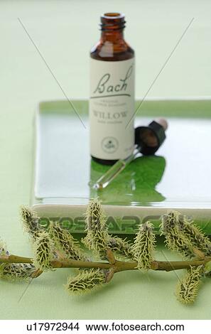 Picture - Bach flower remedy with golden willow. Fotosearch