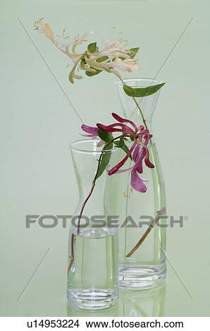 Picture - Bach flower remedy with No. 16 Lonicera Caprifolium. Fotosearch