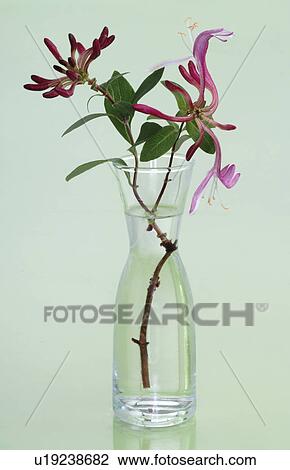 Stock Image - Bach flower remedy with No. 16 Lonicera Caprifolium. Fotosearch