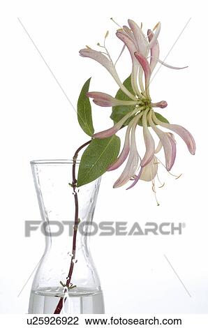 Stock Image - Bach flower remedy with No. 16 Lonicera Caprifolium. Fotosearch