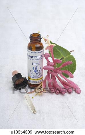 Stock Photo - Bach flower remedy with No. 16 Lonicera Caprifolium. Fotosearch
