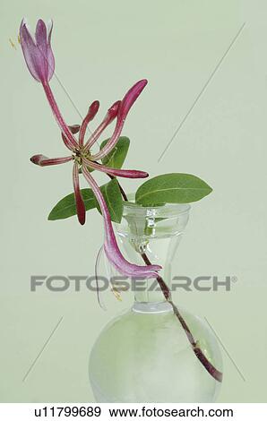 Stock Photo - Bach flower remedy with No. 16 Lonicera Caprifolium. Fotosearch