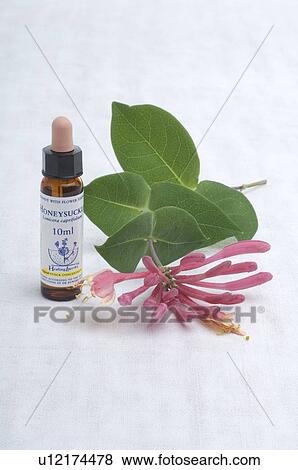 Bach flower remedy with No. 16 Lonicera Caprifolium View Large Photo Image Stock Photo - Bach flower remedy with No. 16 Lonicera Caprifolium. Fotosearch
