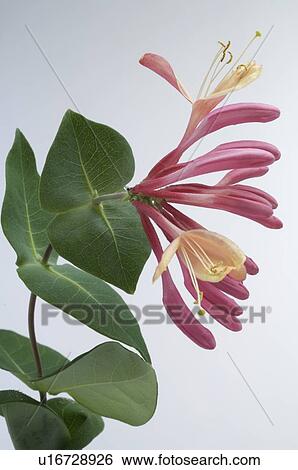 Bach flower remedy with No. 16 Lonicera Caprifolium View Large Photo Image Stock Photograph - Bach flower remedy with No. 16 Lonicera Caprifolium. Fotosearch