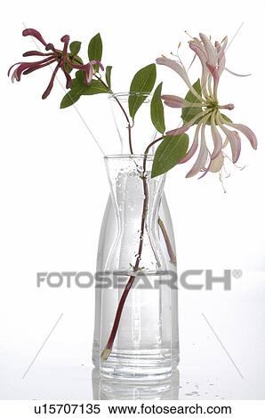 Stock Photography - Bach flower remedy with No. 16 Lonicera Caprifolium. Fotosearch
