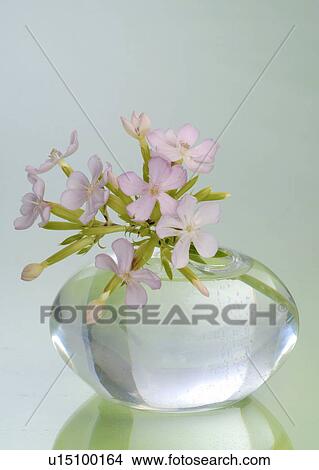 Picture - Bach flower remedy with No. 4 Centaurium umbellatum. Fotosearch