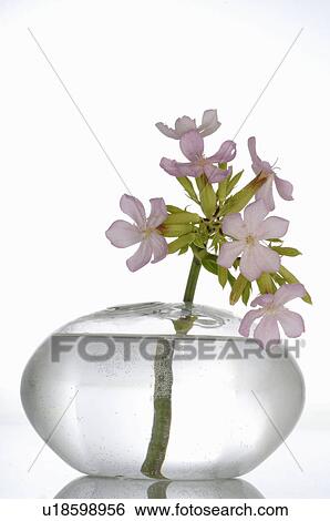 Stock Photograph - Bach flower remedy with No. 4 Centaurium umbellatum. Fotosearch