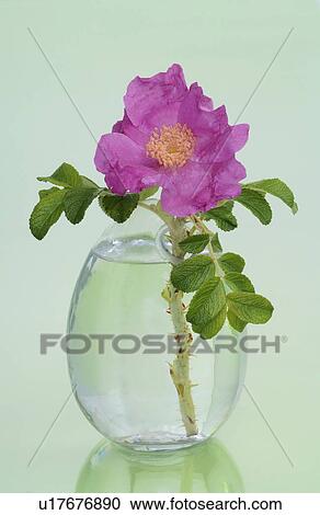 Stock Image - Bach flower remedy with Rosa Canina No. 37. Fotosearch