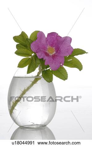 Stock Image - Bach flower remedy with Rosa Canina No. 37. Fotosearch