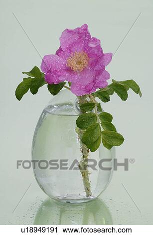 Bach flower remedy with Rosa Canina No. 37 View Large Photo Image Stock Image - Bach flower remedy with Rosa Canina No. 37. Fotosearch