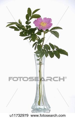Bach flower remedy with Rosa Canina No. 37 View Large Photo Image Stock Photo - Bach flower remedy with Rosa Canina No. 37. Fotosearch