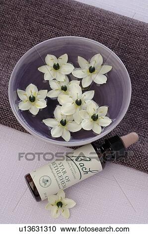 Bach flower remedy with Star of Bethlehem View Large Photo Image Stock Image - Bach flower remedy with Star of Bethlehem. Fotosearch