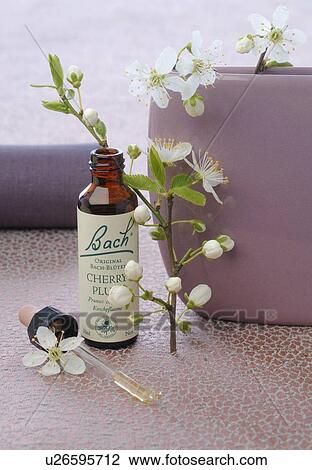 Stock Image - Bach flower remedy with Star of Bethlehem. Fotosearch