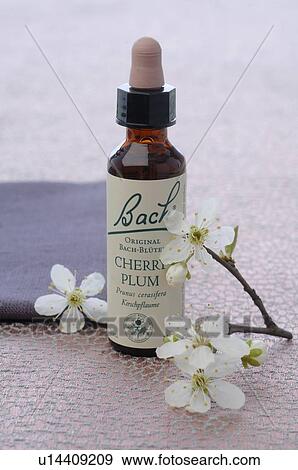 Stock Photo - Bach flower remedy with Star of Bethlehem. Fotosearch