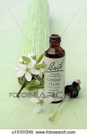 Bach flower remedy with Star of Bethlehem View Large Photo Image Stock Photography - Bach flower remedy with Star of Bethlehem. Fotosearch