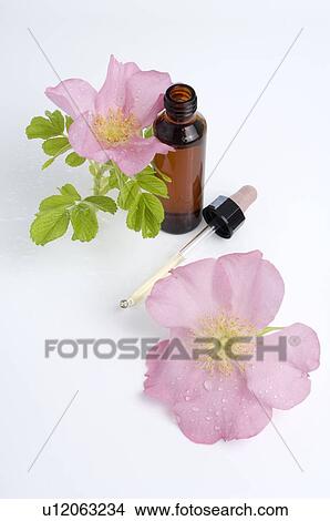 Picture - Bach flower remedy with wild rose. Fotosearch
