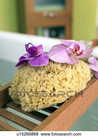 Stock Photo - Bath sponge and orchid blossoms. Fotosearch