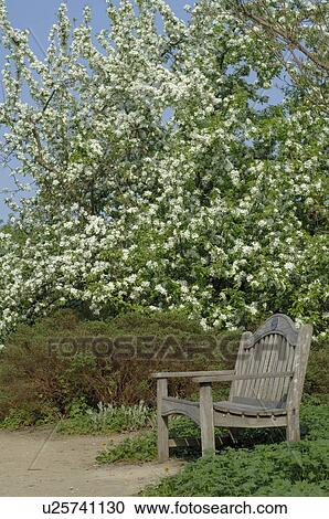 Bench under tree in spring View Large Photo Image Stock Image - Bench under tree in spring. Fotosearch