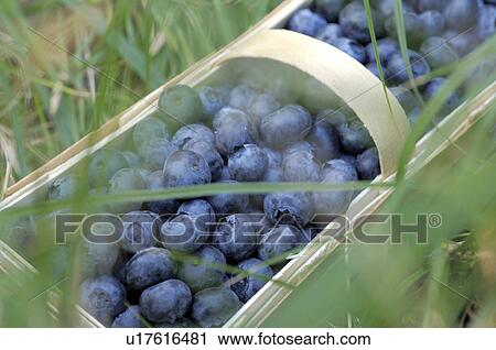 Bilberry View Large Photo Image Stock Image - Bilberry. Fotosearch