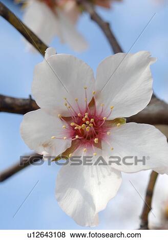 Blossoming almond tree View Large Photo Image Stock Photo - Blossoming almond tree. Fotosearch