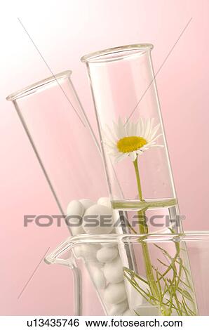 Stock Photograph - Camomile blossoms and pills in a test tube. Fotosearch