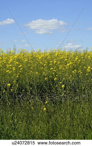 Stock Photography - Canola field. Fotosearch