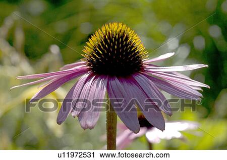 Echinacea blossom View Large Photo Image Stock Image - Echinacea blossom. Fotosearch