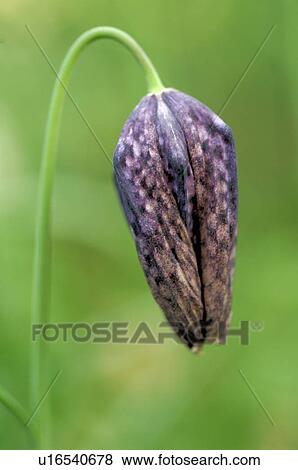 Stock Photo - Fern blossom. Fotosearch