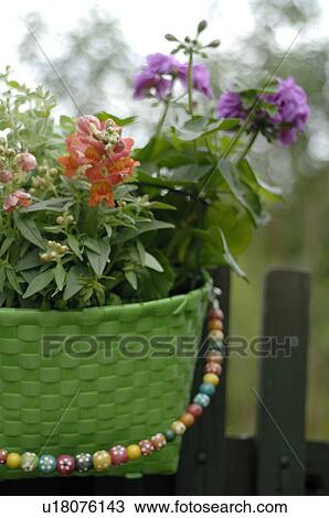 Stock Image - Flowers in a basket hanging on a fence. Fotosearch