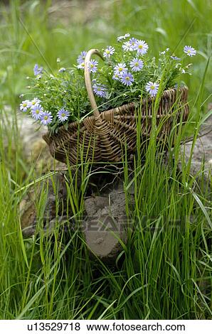 Stock Photo - Flowers in a basket in the meadow. Fotosearch