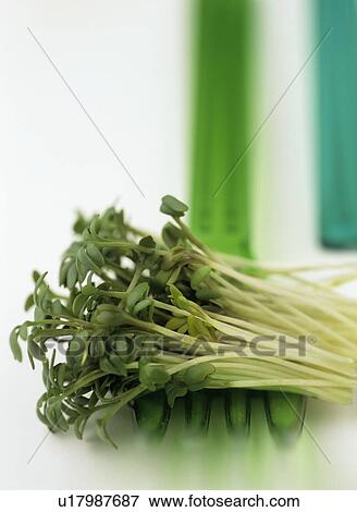 Garden Cress (Lepidium sativum) View Large Photo Image Stock Photo - Garden Cress (Lepidium sativum). Fotosearch