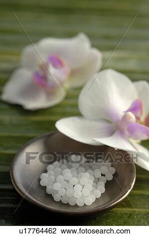 Globules and orchid blossoms View Large Photo Image Stock Image - Globules and orchid blossoms. Fotosearch
