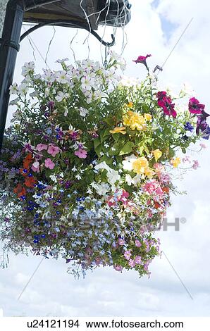 Hanging flower pot View Large Photo Image Picture - Hanging flower pot. Fotosearch