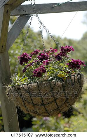 Stock Photo - Hanging flowers in a basket. Fotosearch