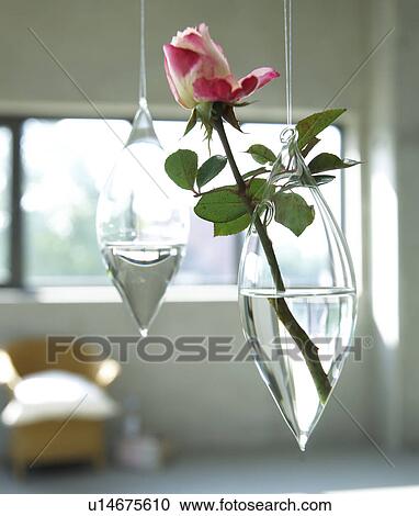Stock Image - Hanging glass vase with single rose blossom. Fotosearch