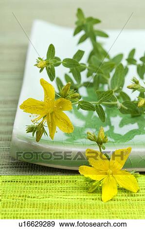 Hypericum blossoms View Large Photo Image Stock Photo - Hypericum blossoms. Fotosearch