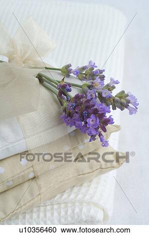 Stock Image - Lavender. Fotosearch