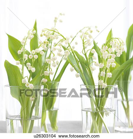 Picture - Lilies of the valley in glasses. Fotosearch