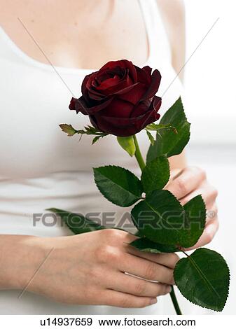 Stock Photo - Model holding red rose. Fotosearch