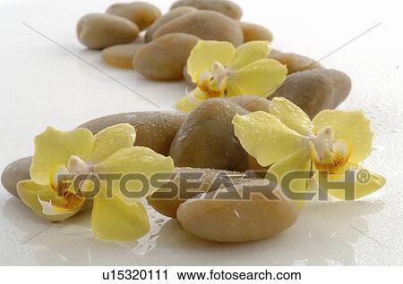 Stock Image - Orchid blossoms and stones. Fotosearch