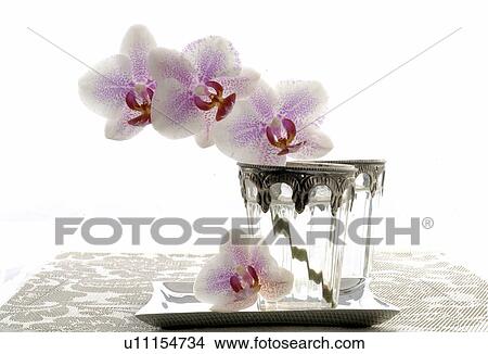 Picture - Orchid blossoms in glasses. Fotosearch