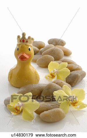 Orchid blossoms, stones and a rubber duck with a crown View Large Photo Image Stock Photo - Orchid blossoms, stones and a rubber duck with a crown. Fotosearch