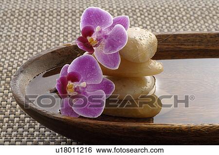 Orchid blossoms, stones and water in a wooden bowl View Large Photo Image Stock Photograph - Orchid blossoms, stones and water in a wooden bowl. Fotosearch